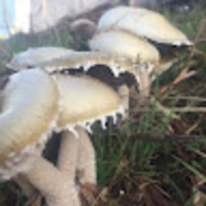 Meet your Posher, Tim